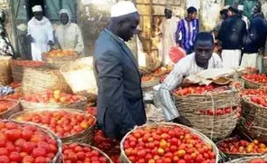 Jos tomato farmers record bumper harvest as prices drop