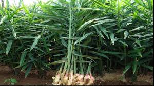 Kaduna farmers raise concerns as ginger blight resurfaces