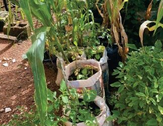 From backyards to bag gardens: How sack farming is feeding Plateau homes