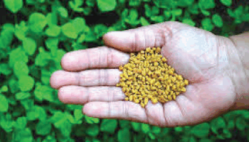 Plateau women turn to herbal remedies for flat bellies