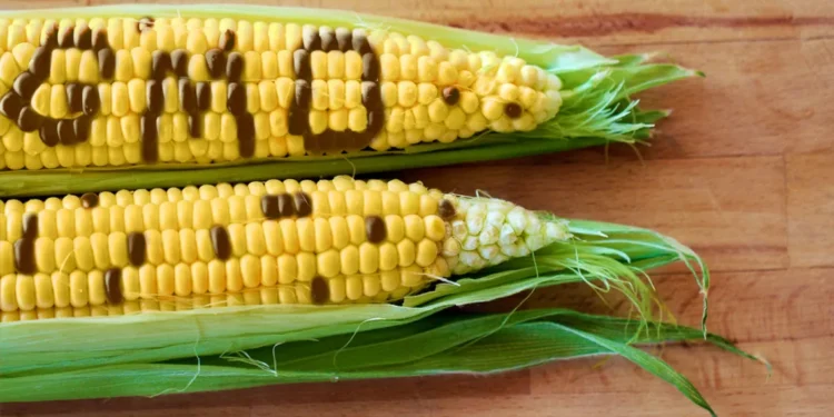 Nigeria’s GMOs: Questions over biosafety, public health, the Plateau Question