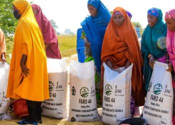 FG empowers 9,870 farmers with inputs, modern rice technologies in Kano