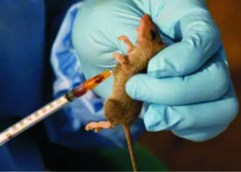 Lassa fever and the bushmeat vow: A personal battle