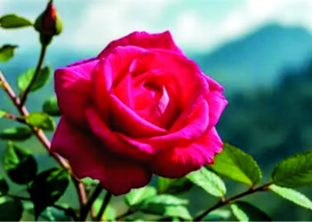 Love beyond roses: Truths, myths about Valentine