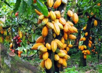 Kogi cocoa farmers seek urgent govt support