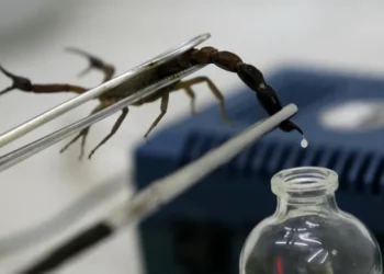 Scorpion farming: Transforming a pest into a Plateau economic goldmine