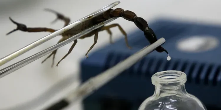 Scorpion farming: Transforming a pest into a Plateau economic goldmine