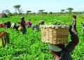 Plateau farmers want timely provision of fertilizer