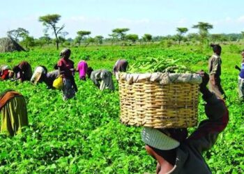 Plateau farmers want timely provision of fertilizer