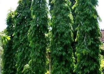The Mast Tree: Beauty, cleaner air, health value