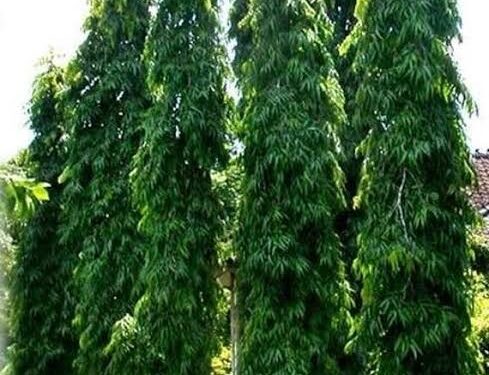The Mast Tree: Beauty, cleaner air, health value
