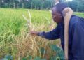 Erratic rainfall puts food security at risk, group warns