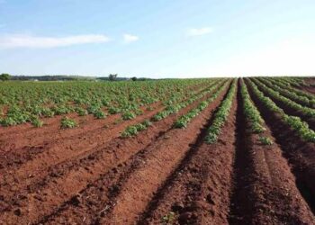 Between fear and food: Case for protecting Plateau farmers