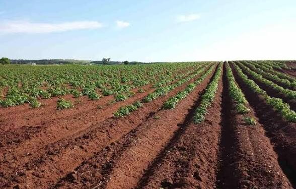 Between fear and food: Case for protecting Plateau farmers