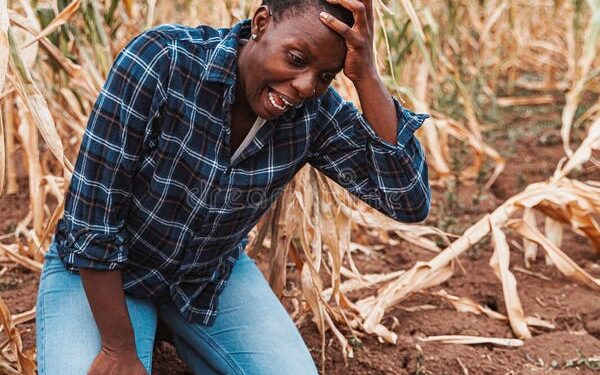 Beyond the harvest: Urgent case for food, seed conservation in Nigeria