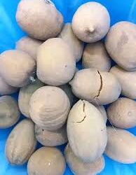 Desert date (Aduwa): Nigeria’s hidden superfruit with health, economic benefits
