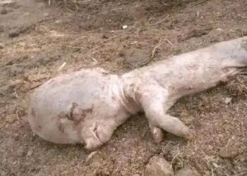 Mystery as ‘human-like’ piglet birth sparks panic, debate in Plateau community