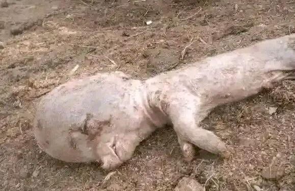 Mystery as ‘human-like’ piglet birth sparks panic, debate in Plateau community