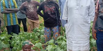 Gunmen kill four, abduct woman in Adamawa