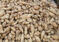 From neglected crop to profitable enterprise: The sweet potato revolution