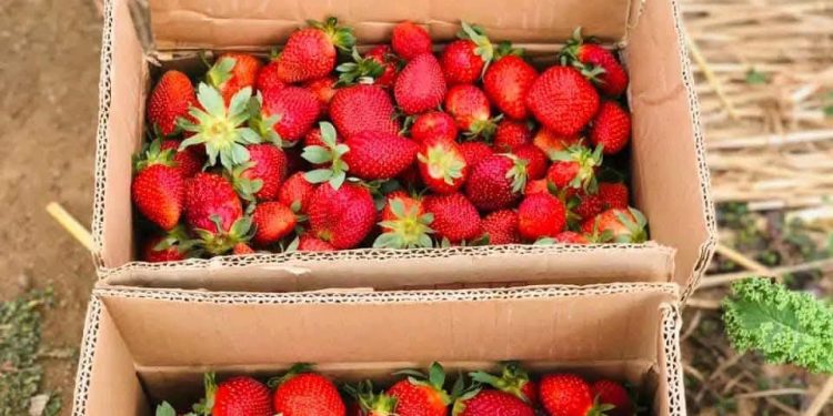 Plateau’s strawberry boom drives health, jobs, exports