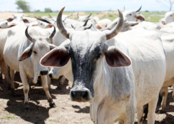 MBF rejects proposed cattle ranching in Middle Belt