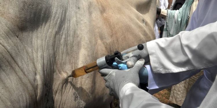 Gombe launches three-week livestock vaccination campaign